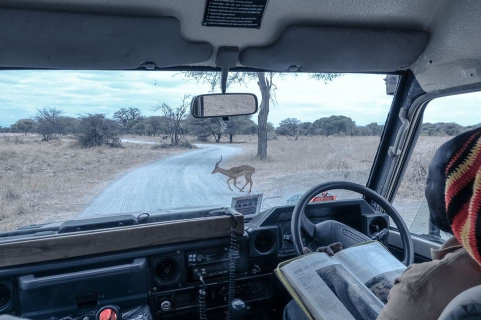 An impala crosses a dirt road in front of a safari vehicle while a person reads a book on African elephants inside.