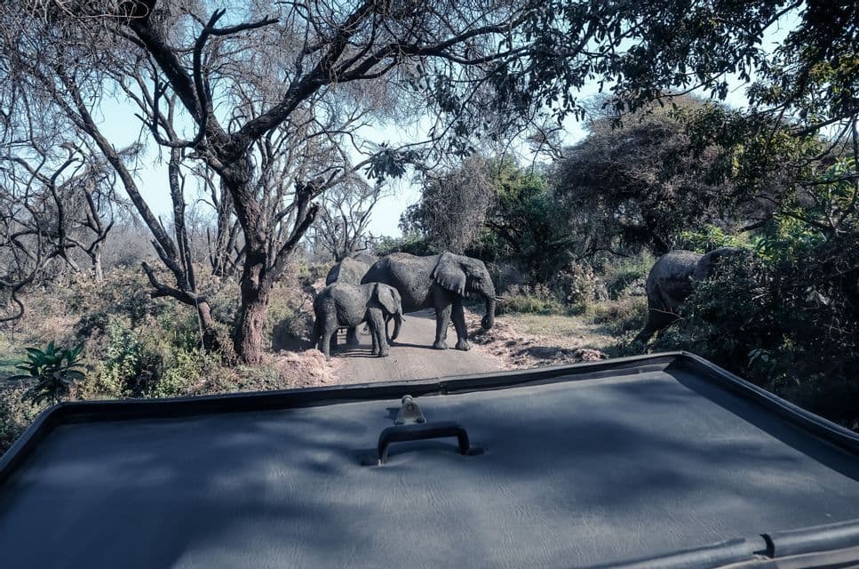 A herd of elephants, including a calf, stands on a dirt road in a wooded area, viewed from the roof of a safari vehicle.
