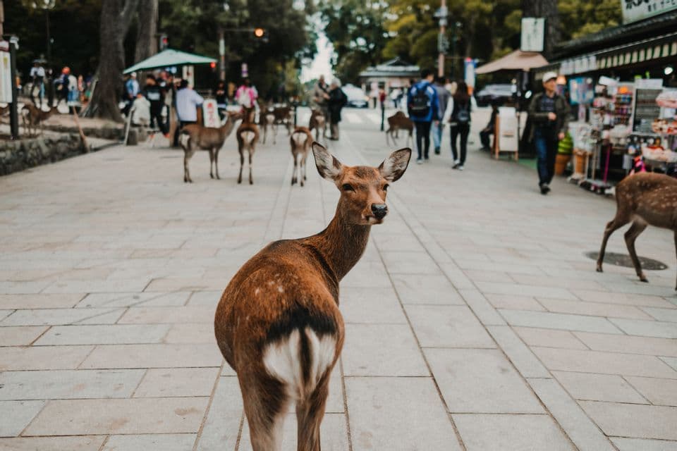 Un cerf se retourne sur une rue pavée, peuplée de gens et d'autres cerfs.