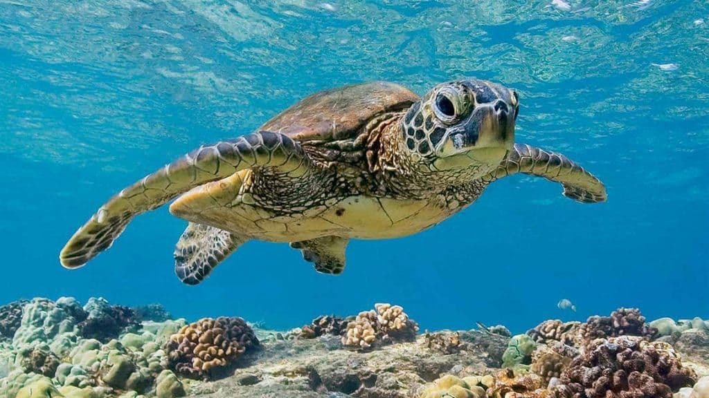 A sea turtle swims in clear blue water just above a colorful coral reef.
