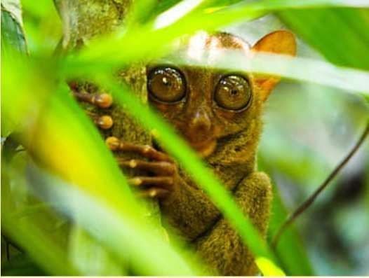 A small tarsier with large brown eyes clings to a tree branch, peeking out from behind bright green leaves.