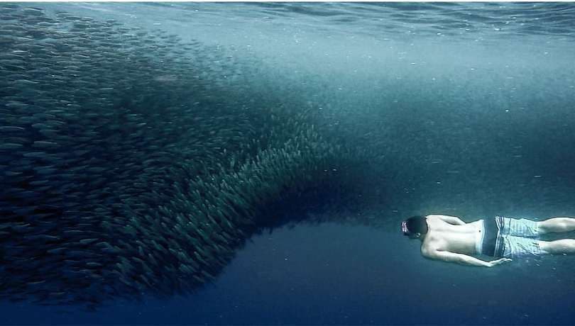 A man snorkeling swims alongside a massive school of fish in deep blue water.