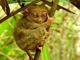 A small tarsier with very large eyes clings to a thin tree branch with one hand, surrounded by green foliage.
