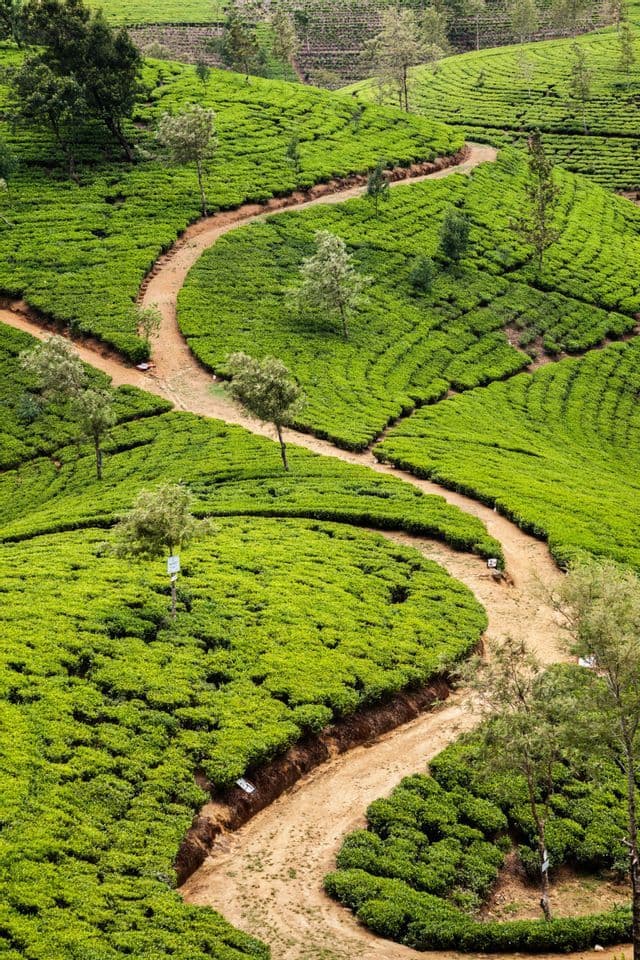 A winding dirt path snakes through vibrant green tea plantations covering rolling hills.