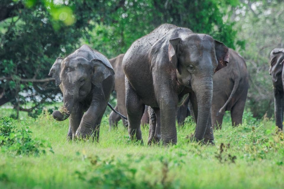 A herd of elephants, including a younger one, graze together in a lush green field in front of a dense forest.