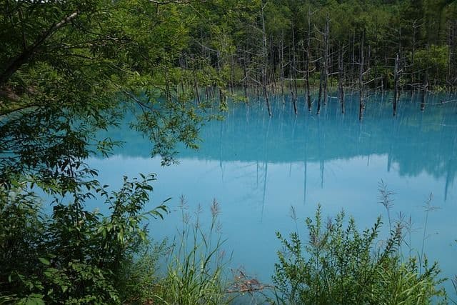 Spogli tronchi d'albero affiorano da acque calme e azzurre, i loro riflessi visibili sulla superficie, di fronte a una fitta foresta.