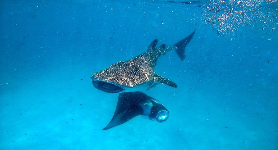 An underwater view of a whale shark and a manta ray swimming close together with open mouths in blue water.