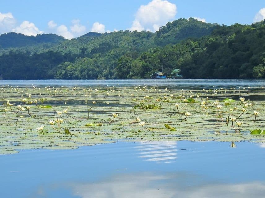 Ninfee bianche galleggiano su un lago calmo di fronte a una lussureggiante collina verde sotto un cielo parzialmente nuvoloso