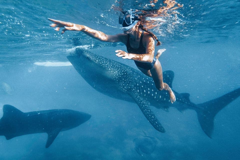 A woman wearing a snorkel mask swims underwater alongside a large whale shark, pointing her arm forward.