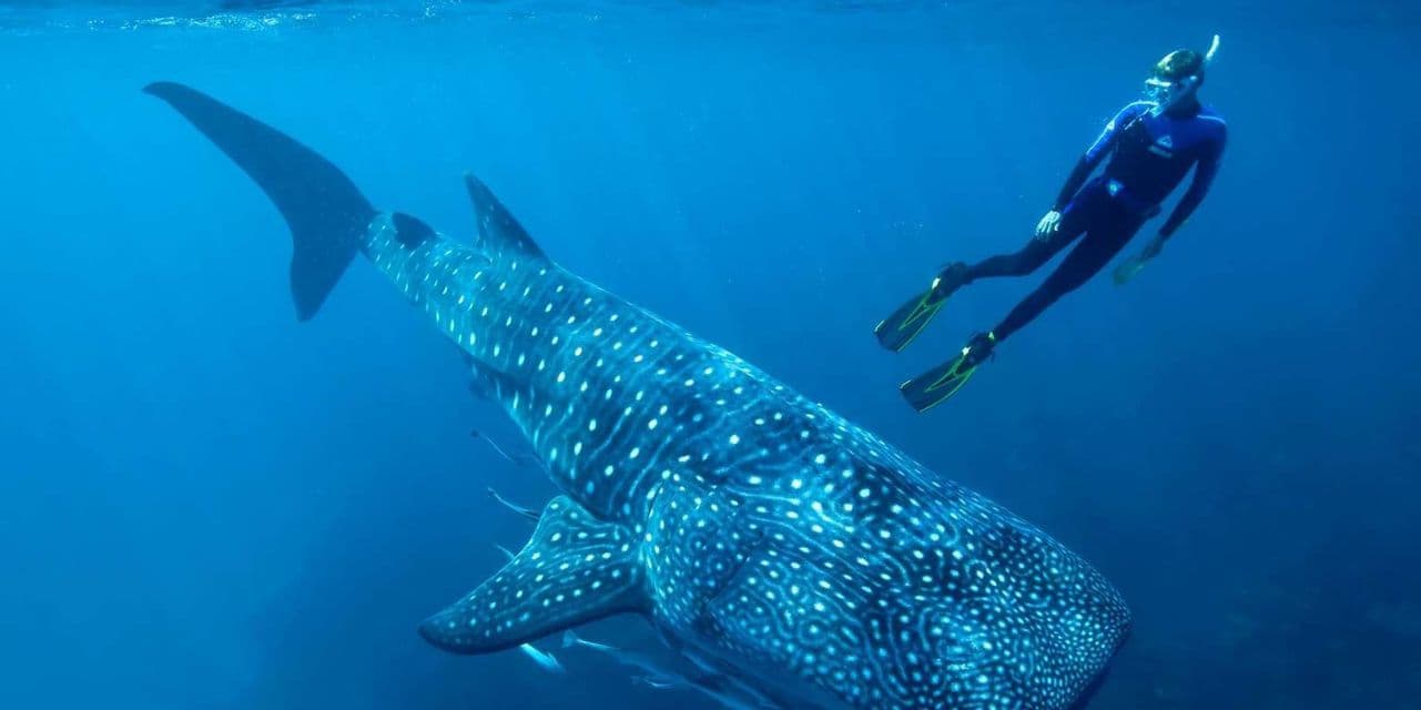Una persona in muta fa snorkeling accanto a un grande squalo balena maculato in acque profonde e blu.