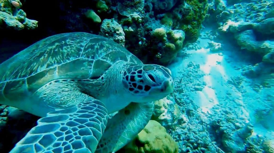 Primo piano di una tartaruga marina che nuota sott'acqua accanto a una barriera corallina sul fondale sabbioso dell'oceano.