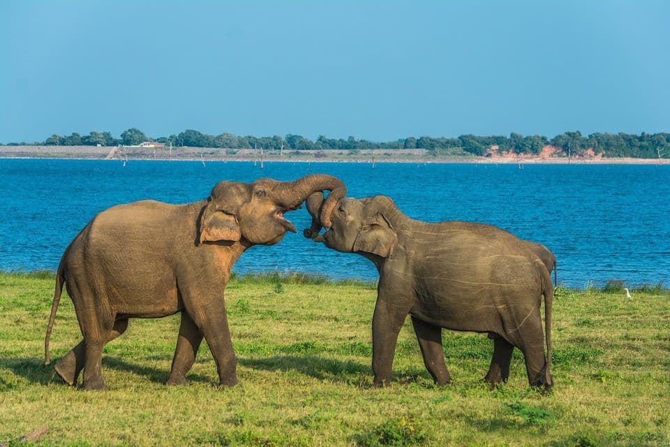 Two elephants interlock their trunks while playing on a grassy field next to a large body of blue water under a clear sky.