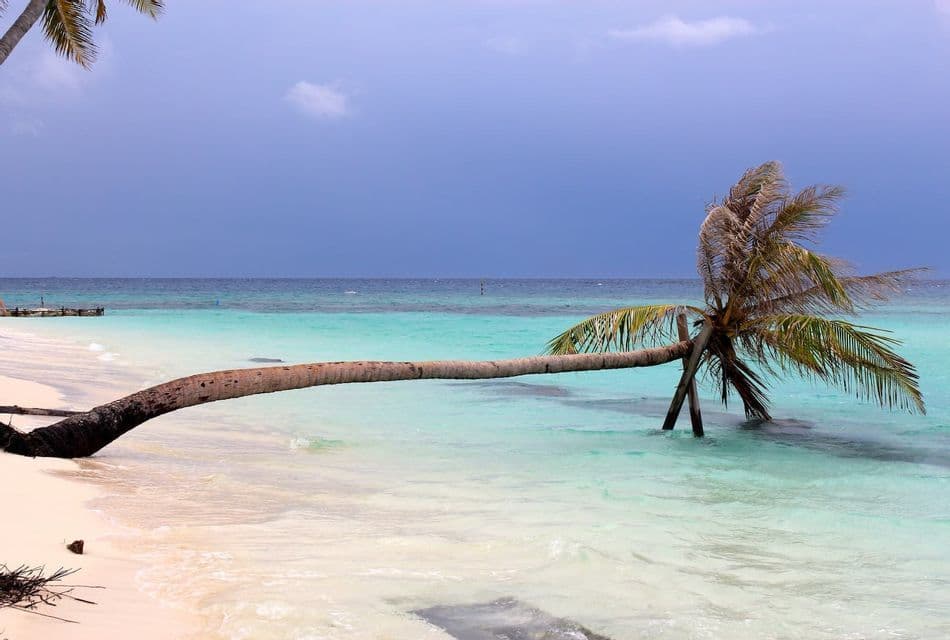 Eine Palme wächst horizontal von einem weißen Sandstrand in ruhiges, türkisfarbenes Wasser unter einem dunkelblauen Himmel.