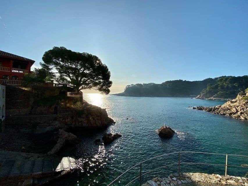Un grand pin se découpe sur le soleil couchant sur une falaise rocheuse dominant une baie côtière calme.