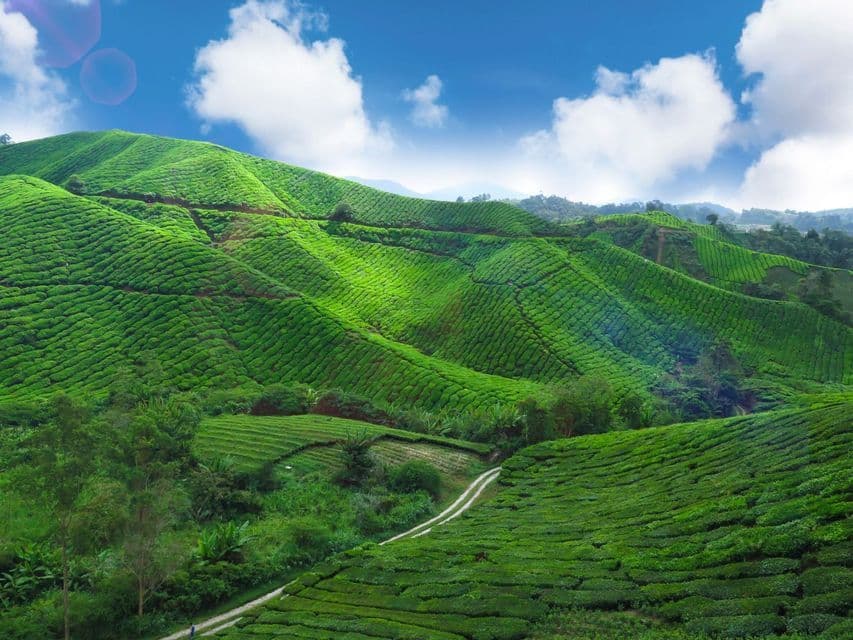 Exuberantes plantaciones de té verde cubren colinas ondulantes bajo un cielo azul brillante con nubes blancas, y un camino de tierra serpentea por el valle.
