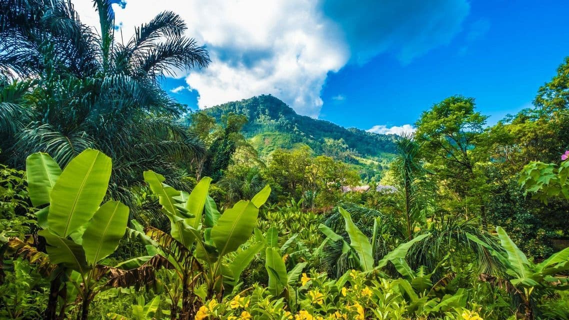 Una vista sobre una exuberante selva tropical con grandes hojas de plátano en primer plano y una montaña verde bajo un cielo parcialmente nublado.