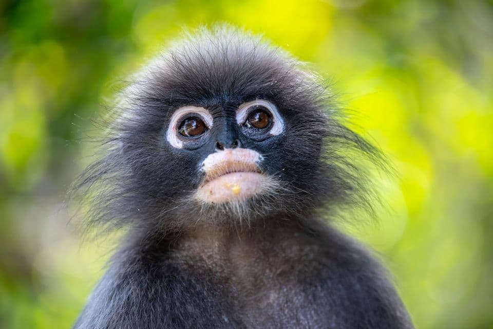 Nahaufnahme-Porträt eines Affen mit schwarzem Fell und markanten weißen Ringen um die Augen, vor einem unscharfen grünen Blätterhintergrund.