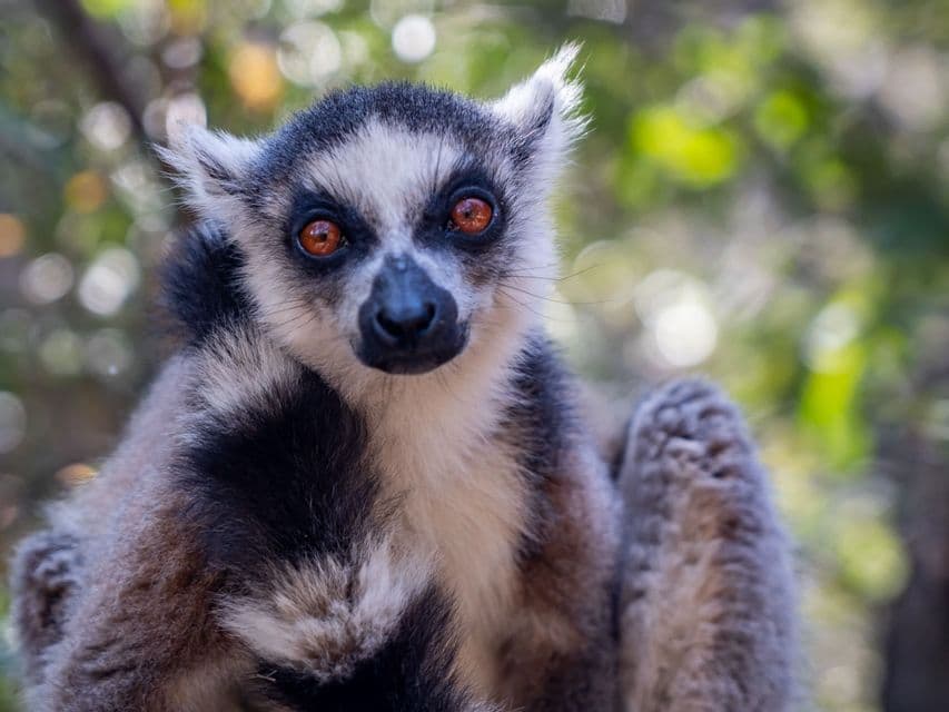 Un primo piano di un lemure dalla coda ad anelli con grandi occhi arancioni, che guarda direttamente l'obiettivo su uno sfondo verde sfocato.