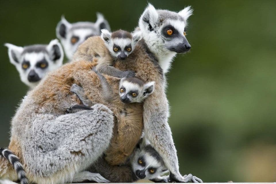 Un lemure dalla coda ad anelli adulto che trasporta diversi cuccioli sulla schiena, con altri lemuri sullo sfondo.