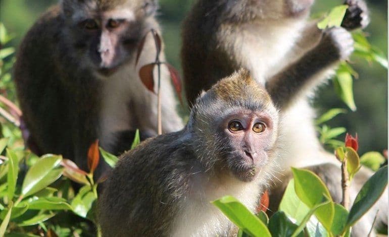 Un primo piano di una piccola scimmia dal pelo marrone chiaro che fissa l'obiettivo tra foglie verdi, con altre due scimmie sullo sfondo.