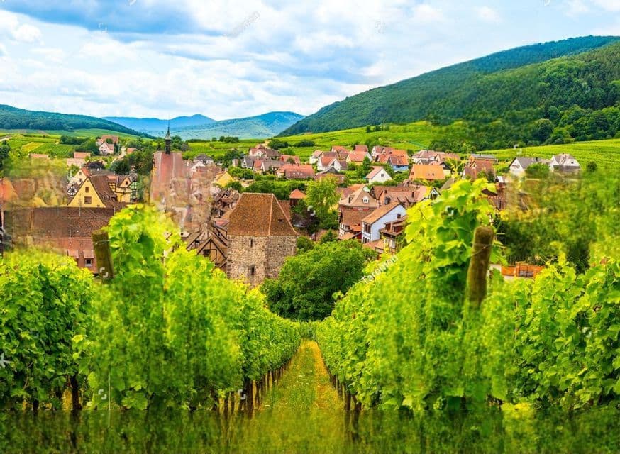 Blick von einem Weinberg, über Reihen grüner Weinreben hinweg, auf ein kleines Dorf, das sich malerisch in sanfte Hügel schmiegt.