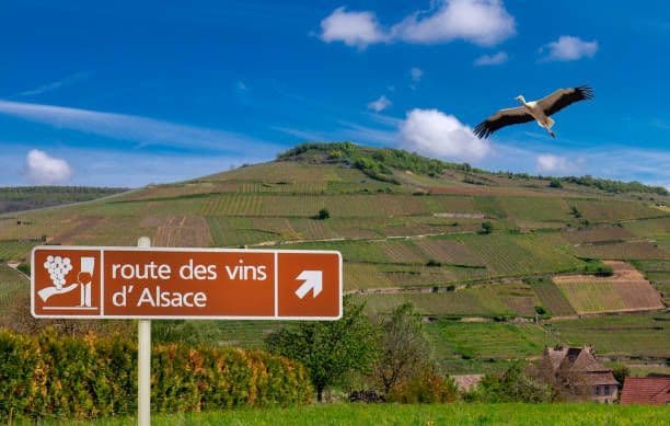 Ein Schild der 'Route des Vins d'Alsace' steht vor einem großen Hügel mit terrassierten Weinbergen, während ein Storch darüberfliegt.