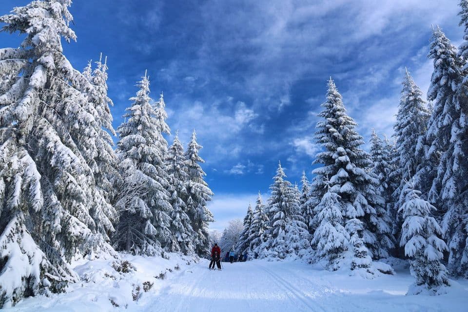 Un viaggio di gruppo WeRoad: sci di fondo su un sentiero fiancheggiato da pini innevati sotto un cielo azzurro.