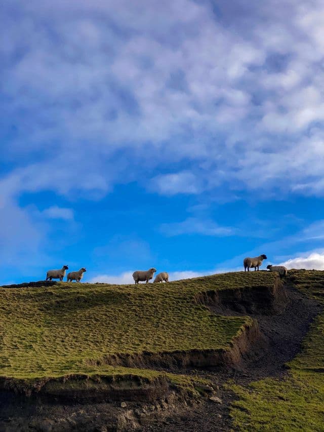 Un gregge di pecore su una collina verde e erbosa, sotto un cielo azzurro e nuvoloso.