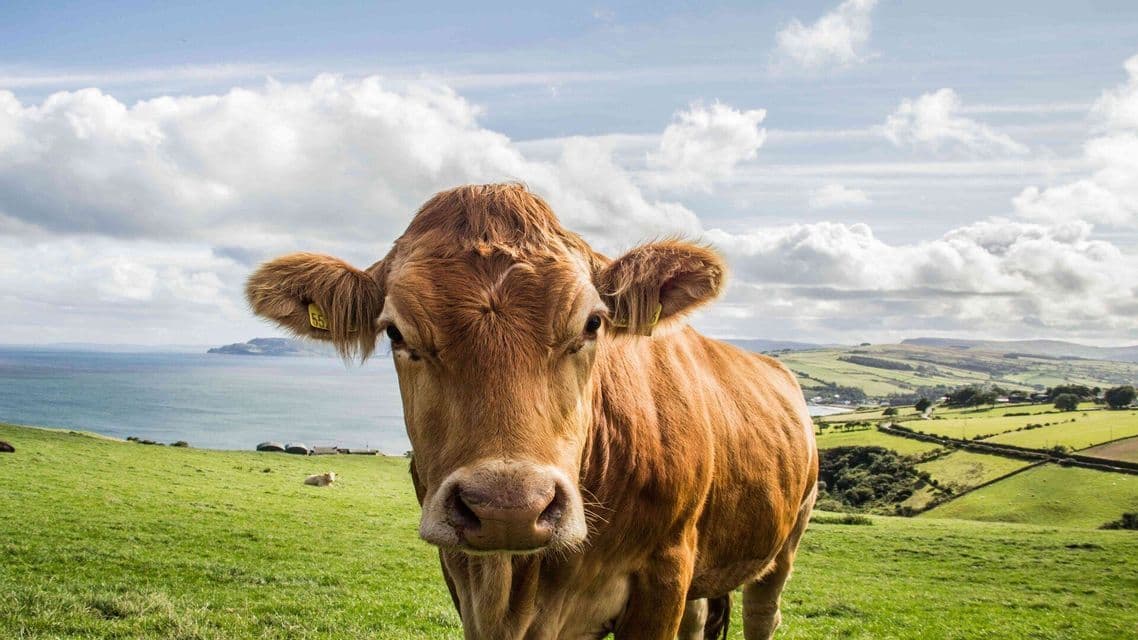 Una mucca marrone con un'etichetta auricolare gialla guarda la fotocamera mentre si trova in un pascolo verde con vista su uno specchio d'acqua e dolci colline.