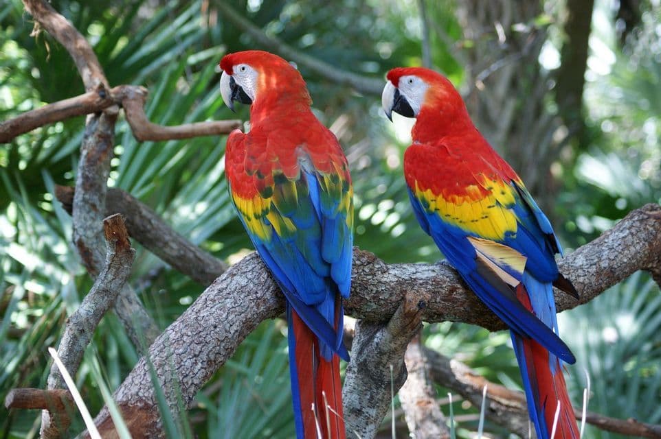 Scarlet macaws Two scarlet macaws, the national bird of Honduras, on a branch