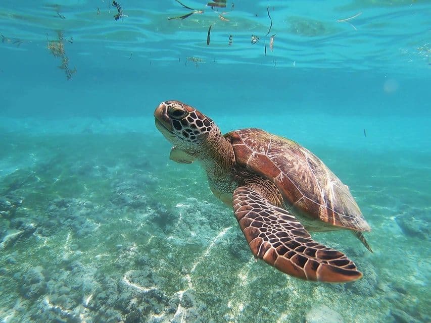 Une tortue de mer à la carapace tachetée nage dans des eaux turquoise claires, la lumière du soleil illuminant le fond marin sablonneux en dessous.
