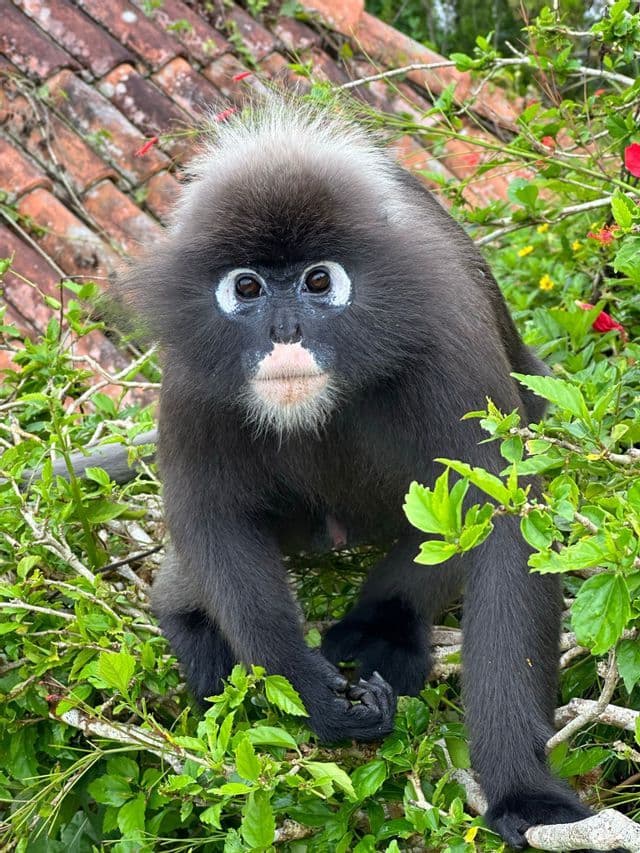 Gros plan sur un langur obscur au pelage sombre et aux anneaux oculaires blancs, perché parmi des feuilles vert vif, avec un toit de tuiles en arrière-plan.
