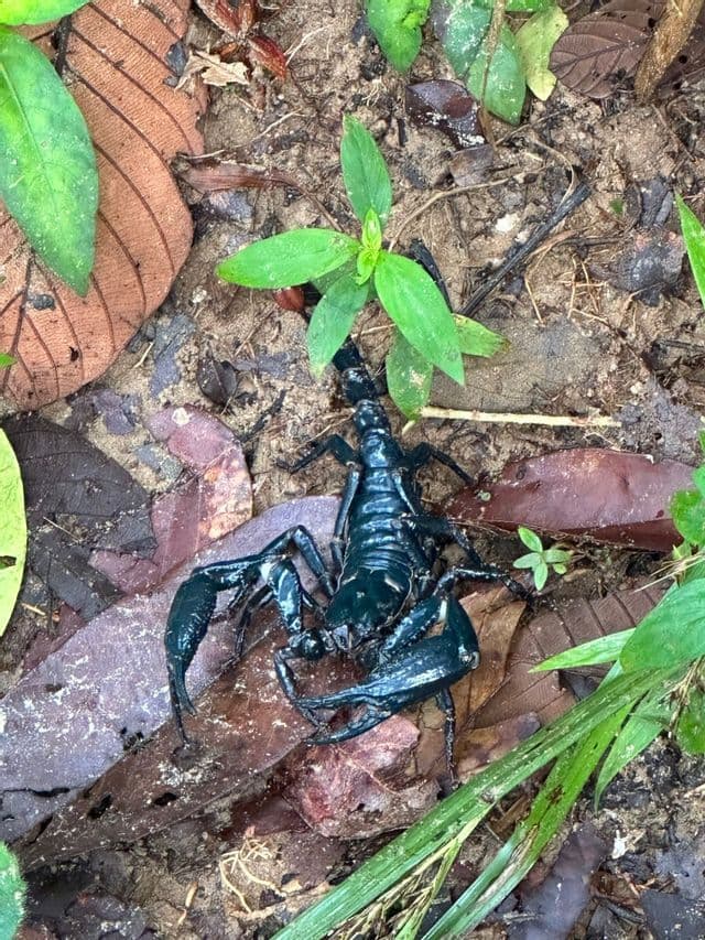 Un grand scorpion noir sur le sol de la forêt, entouré de terre humide, de feuilles mortes et de petites plantes vertes.
