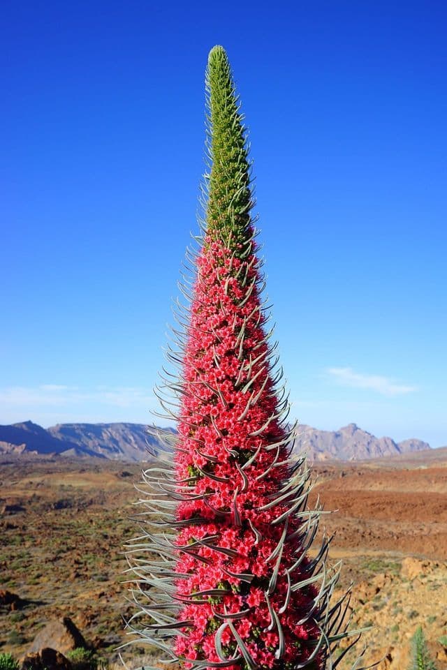 Primo piano di una pianta alta a forma di cono con fiori rossi e una punta verde, ambientata in un paesaggio roccioso e cielo blu.