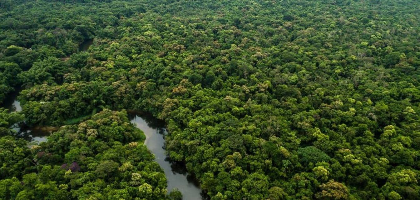 Una vista aerea di un fiume che serpeggia attraverso una fitta e verdeggiante volta della foresta pluviale