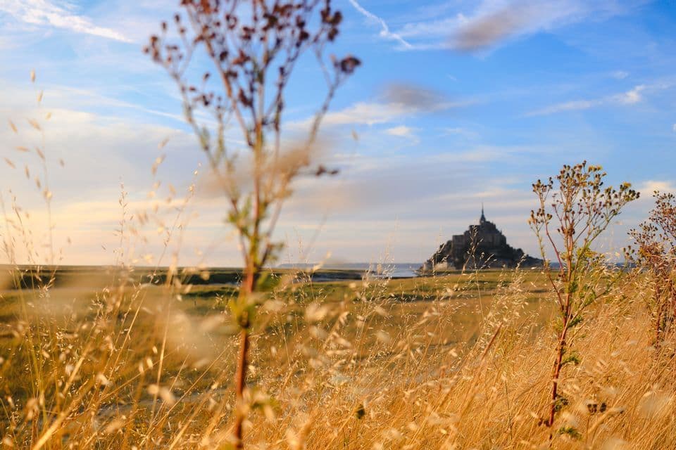 Una abadía histórica en una isla mareal, contemplada desde un campo de alta hierba dorada bajo un cielo azul.