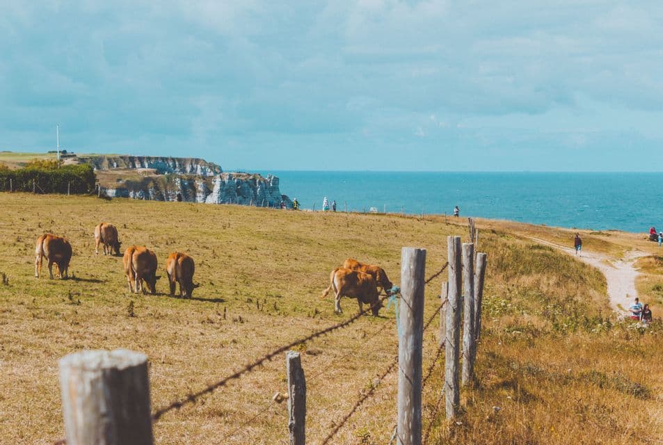 Vacas marrones pastando en un campo de hierba junto al mar, con una valla de alambre de espino en primer plano y acantilados blancos en la distancia.