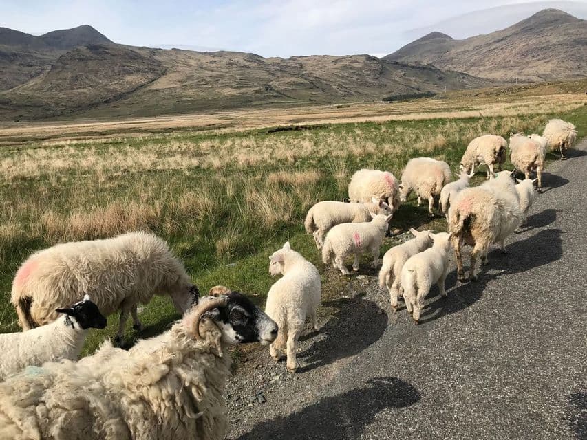 Un rebaño de ovejas y corderos en un estrecho camino asfaltado en un paisaje rural de montaña.