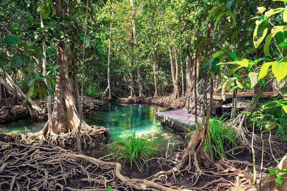 Una piscina natural con agua clara y turquesa en un bosque de manglares, mostrando raíces de árboles expuestas y un pequeño muelle de madera.