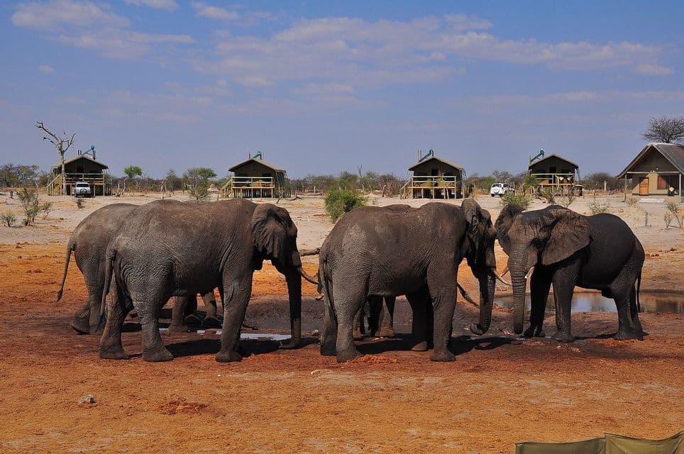 Eine Herde Elefanten steht an einem Wasserloch auf roter Erde, mit Safari-Lodges im Hintergrund unter blauem Himmel.