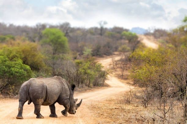 Ein großes weißes Nashorn steht auf einer gewundenen Lehmpiste in einer Savannenlandschaft mit Bäumen und Büschen.