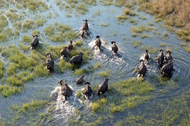 Vista aerea di un branco di bufali africani che guadano una palude erbosa e allagata, creando spruzzi nell'acqua.