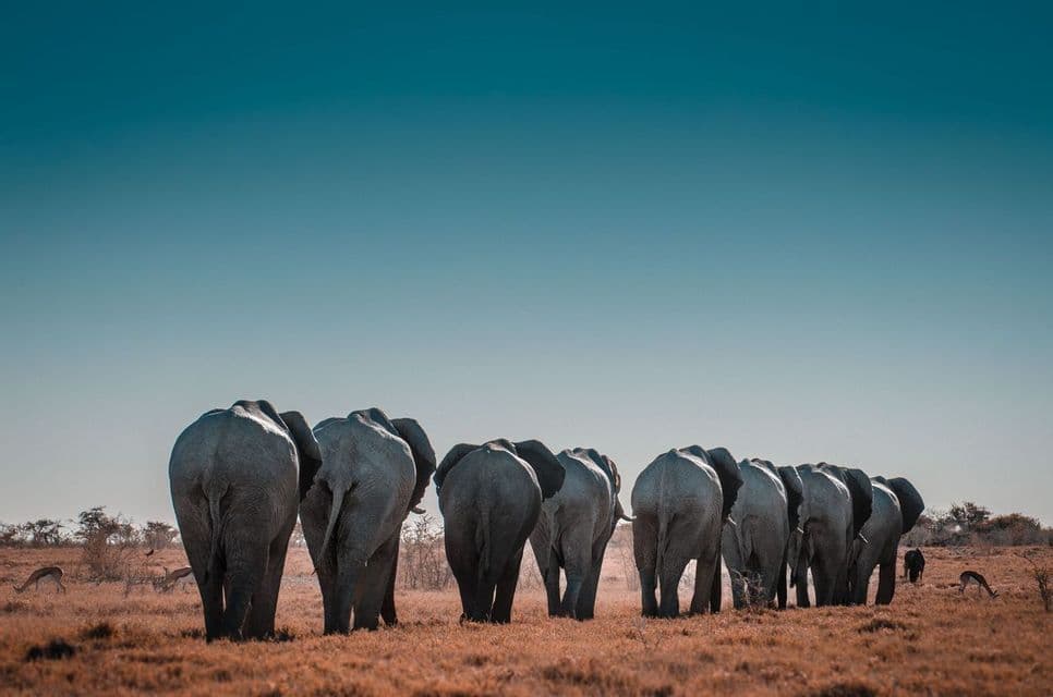 Una vista posteriore di una mandria di elefanti che cammina in fila attraverso una savana arida sotto un limpido cielo azzurro.