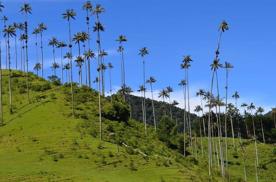 Alte e snelle palme costellano una collina verdeggiante sotto un cielo azzurro e limpido.