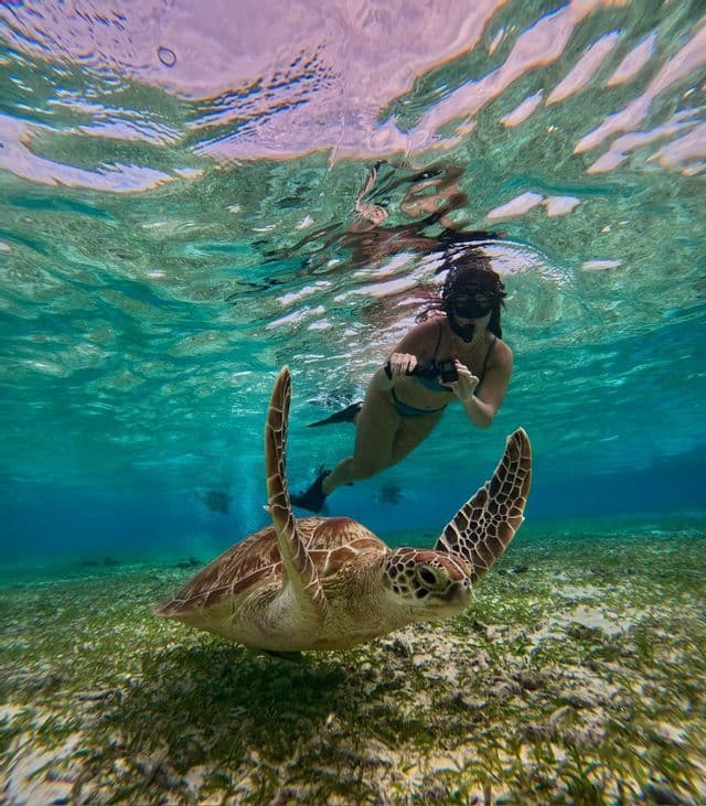 Una persona haciendo esnórquel con una cámara nada cerca de una gran tortuga marina en aguas cristalinas de color turquesa sobre un prado de pasto marino