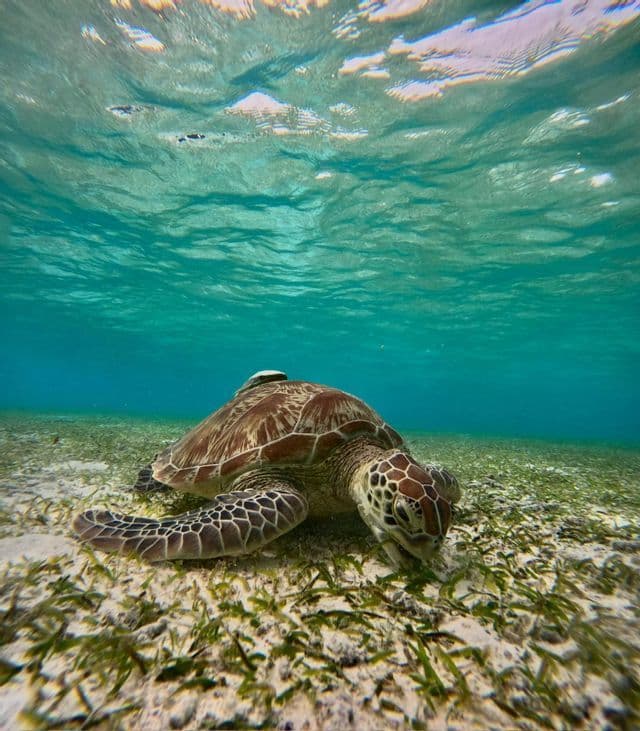 Eine Meeresschildkröte frisst Seegras auf dem sandigen Meeresboden in klarem türkisfarbenem Wasser.
