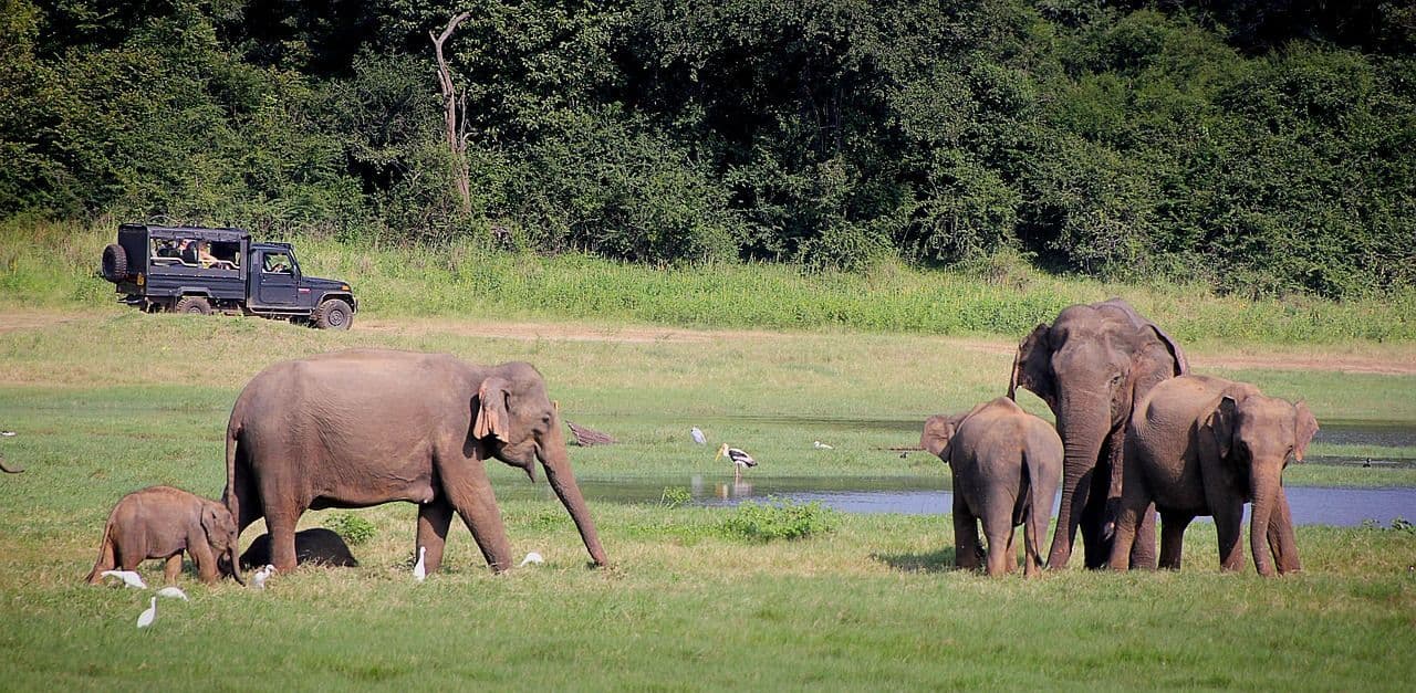 Un viaggio di gruppo WeRoad in jeep osserva una mandria di elefanti con i loro cuccioli che pascolano su una pianura erbosa vicino a una pozza d'acqua.