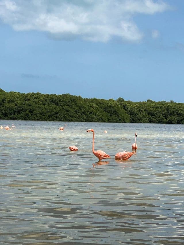 Uno stormo di fenicotteri rosa guada in acque calme di fronte a una lussureggiante vegetazione verde, sotto un cielo azzurro con leggere nuvole.