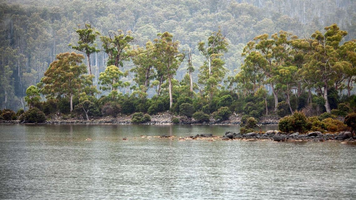 A rainforest river A wide, still river running between banks of dense tropical rainforest.