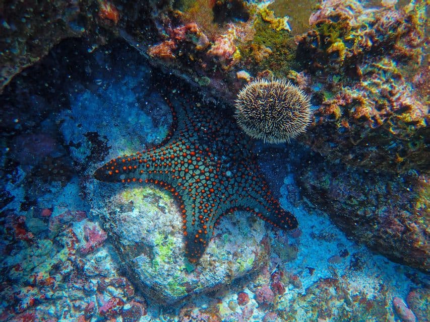 Starfish on the reef Starfish and sea urchin on a colorful reef